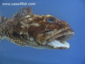Foto Galerie/Perciformes/Cottoidei/Myoxocephalus scorpius/Myoxocephalus scorpius_05_S.jpg